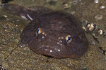 Northern clingfish